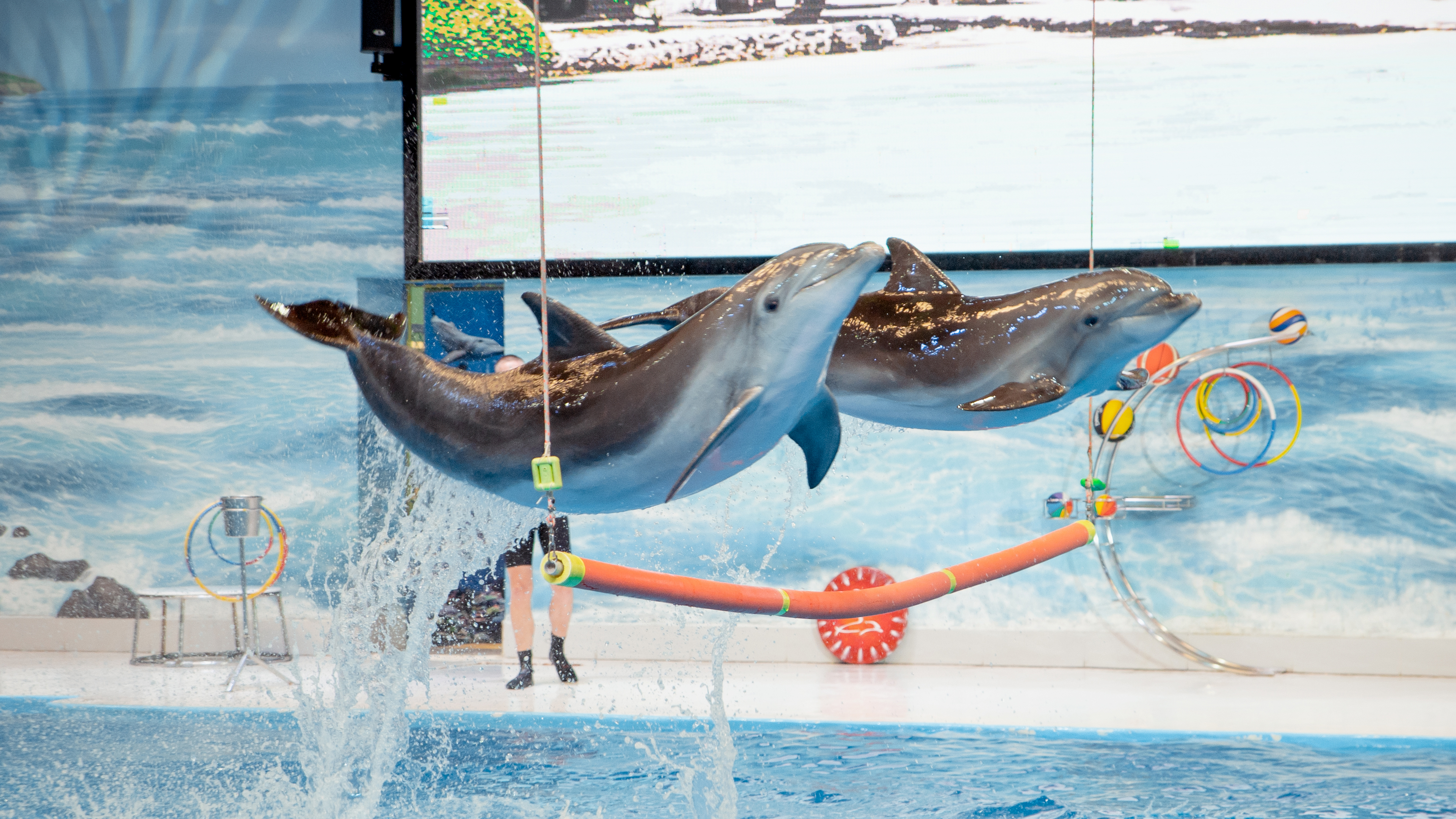 Dubai Dolphinarium Show
