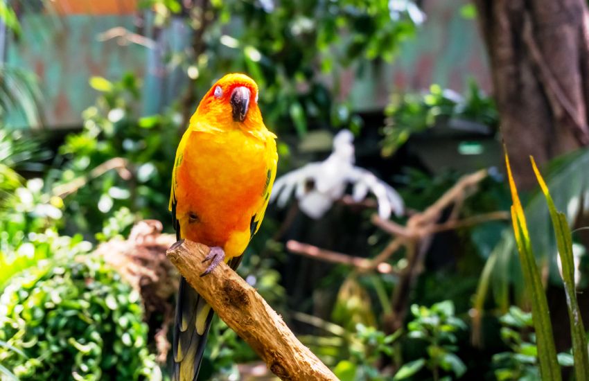 The Green Planet Dubai: Indoor Rainforest & Bio-Dome Tickets photo 2