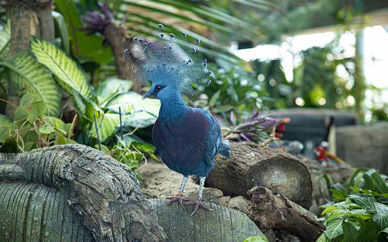 The Green Planet Dubai: Indoor Rainforest & Bio-Dome Tickets photo 3