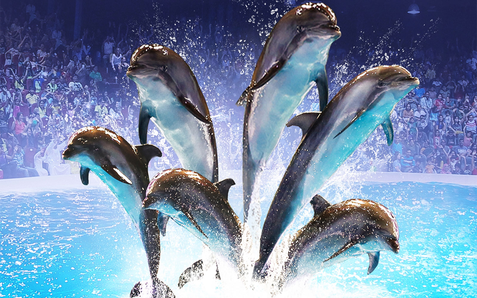 Dubai Dolphinarium: Dolphin & Seal Show Tickets photo 2