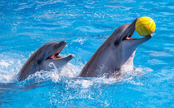 Dubai Dolphinarium: Dolphin & Seal Show Tickets photo 4