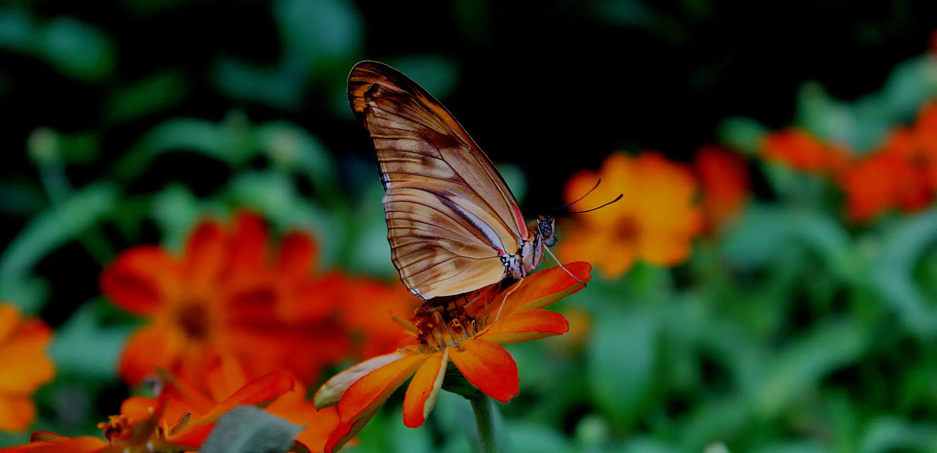 Dubai Butterfly Garden Experience with Hotel Transfers photo 2