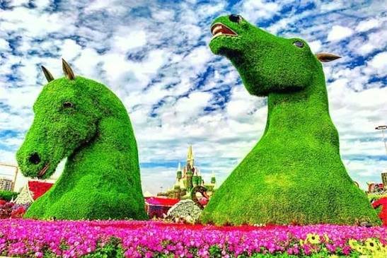 Dubai Miracle Garden Tour with Hotel Transfers photo 6
