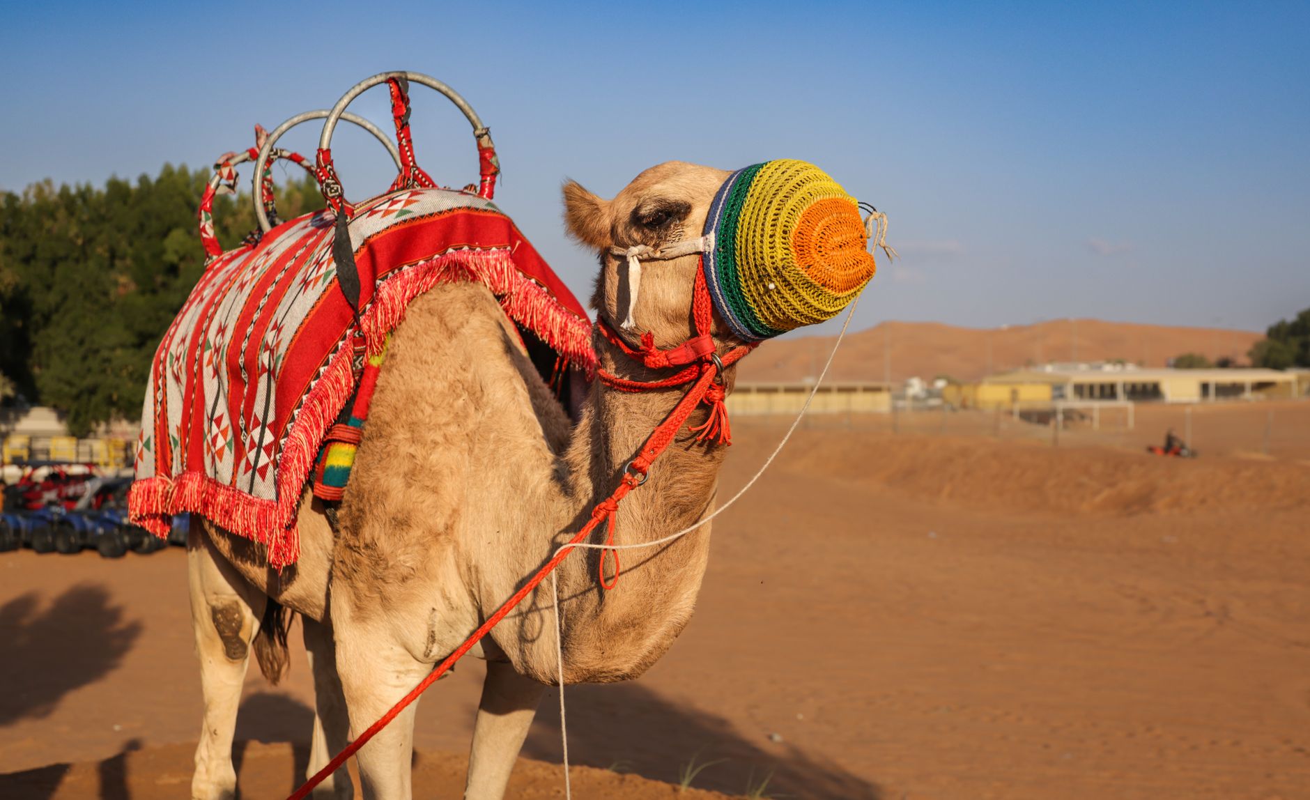 Riding Camels in Dubai Desert